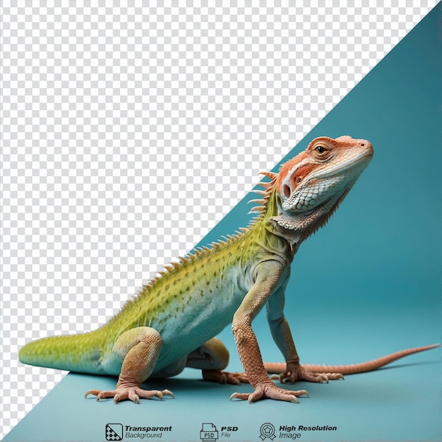 PSD lagarto isolado em fundo transparente