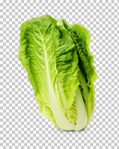 Laitue Romaine Isolée Sur Fond Transparent Ou Blanc Png