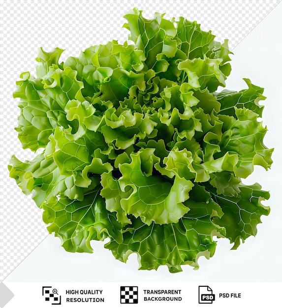 PSD la laitue romaine isolée png clipart png