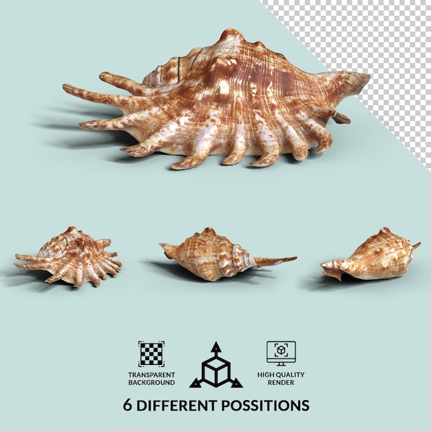 lambis shell with transparent shadown and 6 different possitions png transparent lambis shell