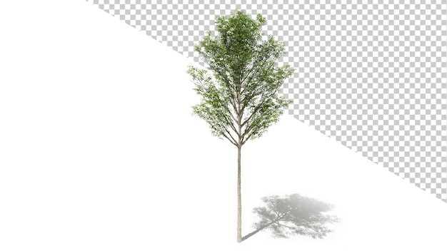 Álamo temblón europeo con árbol aislado 3D Render