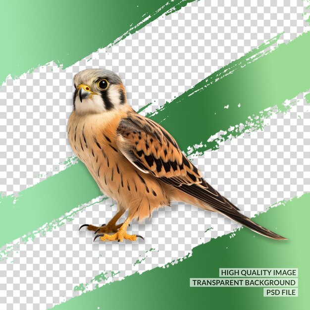 Lanner falcon png trasfondo transparente