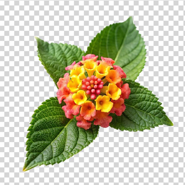 Lantana camara blume isoliert auf durchsichtigem hintergrund