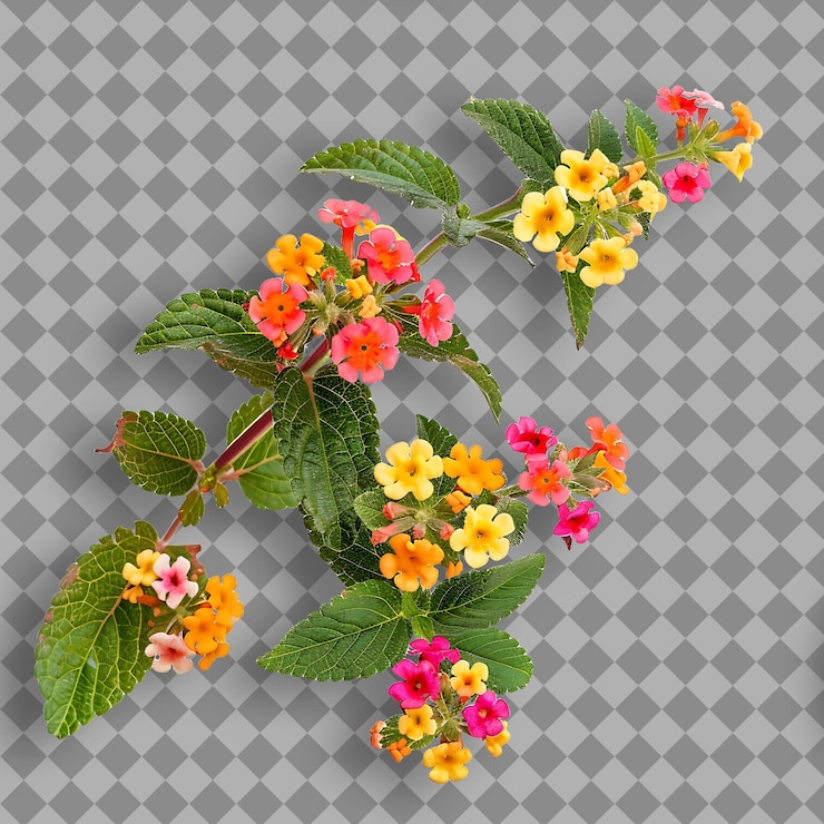 PSD lantana con ramas robustas que se extienden cubiertas en racimos de ramas de árboles aislados en bg limpio