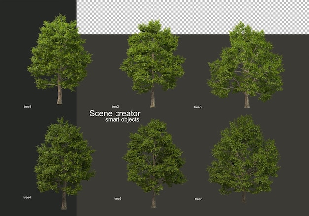 Large trees of various kinds