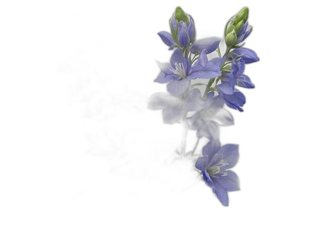 PSD larkspur psd en un fondo blanco