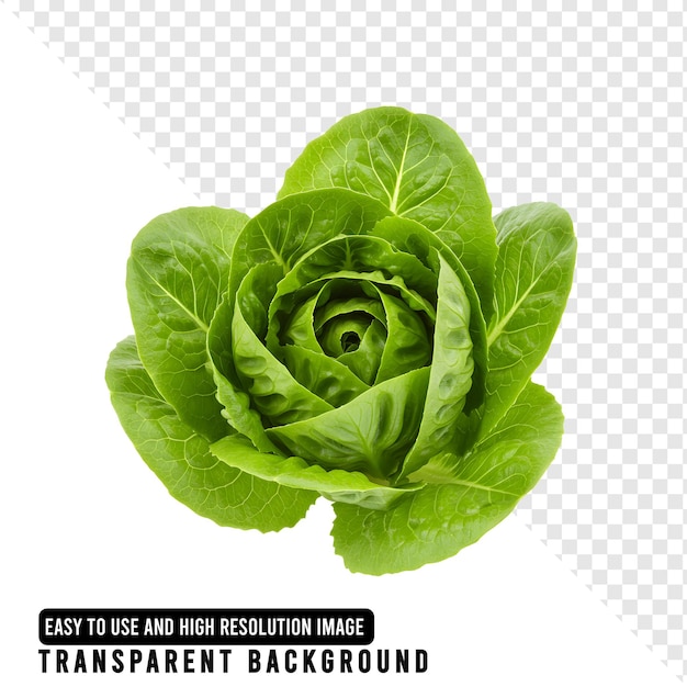 Lattuga romana verde fresca a sfondo trasparente