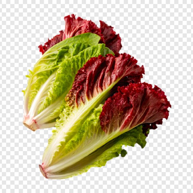 Lattuga viola e verde su sfondo trasparente