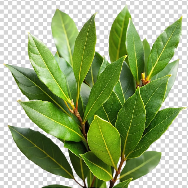 Laurus nobilis deja un primer plano aislado en un fondo transparente