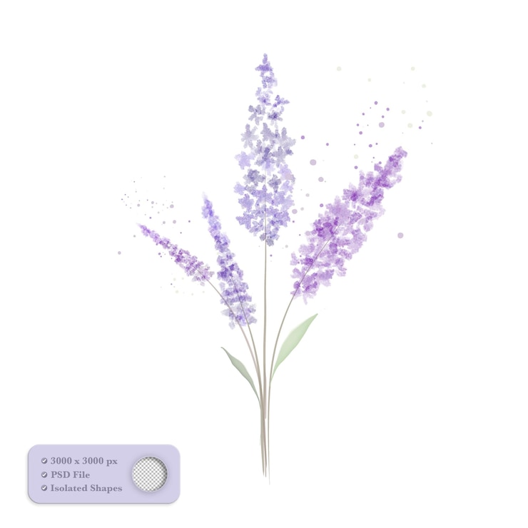 PSD lavanda púrpura acuarela