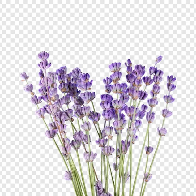 la lavanda vibrante