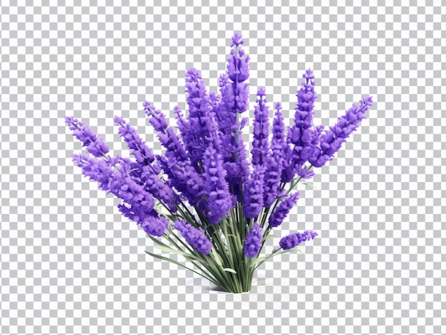 PSD lavendelblüten png