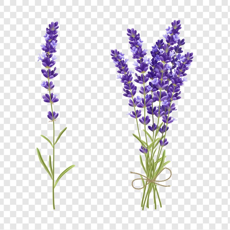PSD lavender flowers isolated stems and bouquet on transparent background