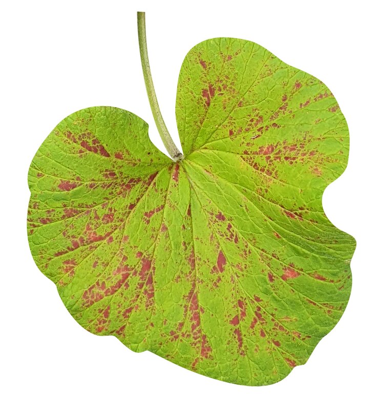 leaf transparent background on psd file