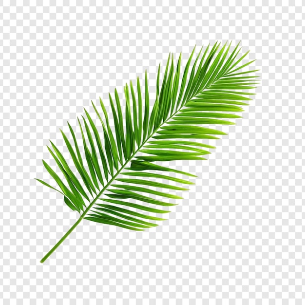 Lebendig grünes Palmblatt Tropisches Blatt Isolierte Natur Botanik Exotische Pflanze Sommervegetation