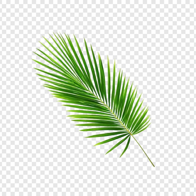 Lebendig grünes Palmblatt Tropisches Blatt Isolierte Natur Botanik Exotische Pflanze Sommervegetation
