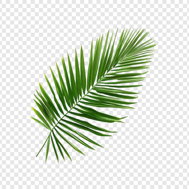 Lebendig grünes Palmblatt Tropisches Blatt Isolierte Natur Botanik Exotische Pflanze Sommervegetation