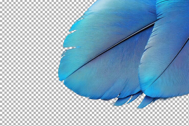 PSD lebendige blaue federn zeigen auf weißem hintergrund komplizierte details