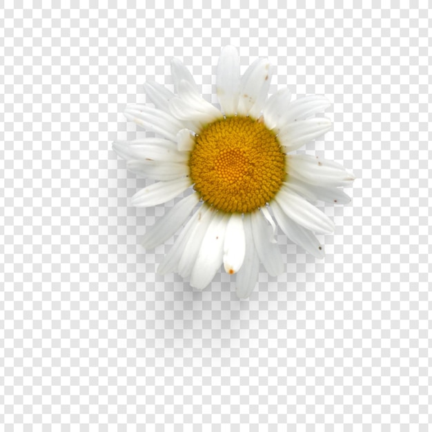 lebendige Gänseblümchen