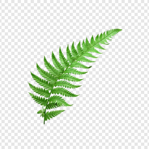 Lebendige grüne Farnfrüchte, üppige Blätter, Naturdesign