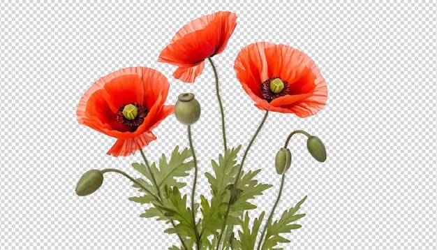 Lebendige rote Mohnblumen in Blüte
