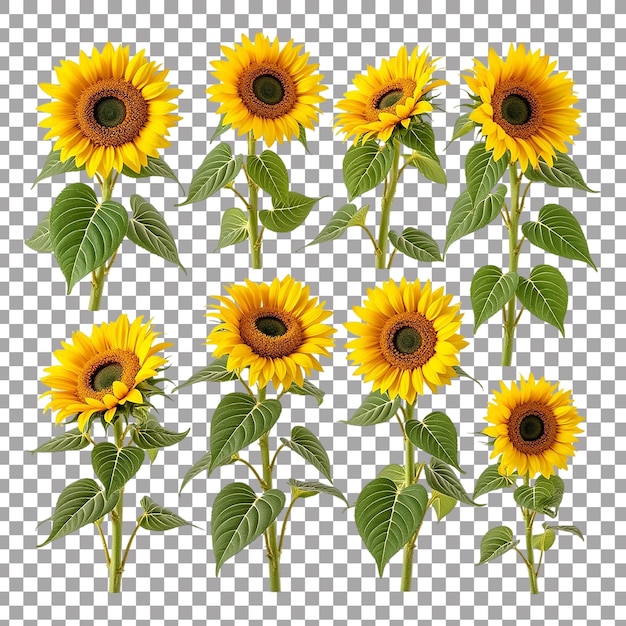 Lebendige Sonnenblumen vor einem transparenten Hintergrund