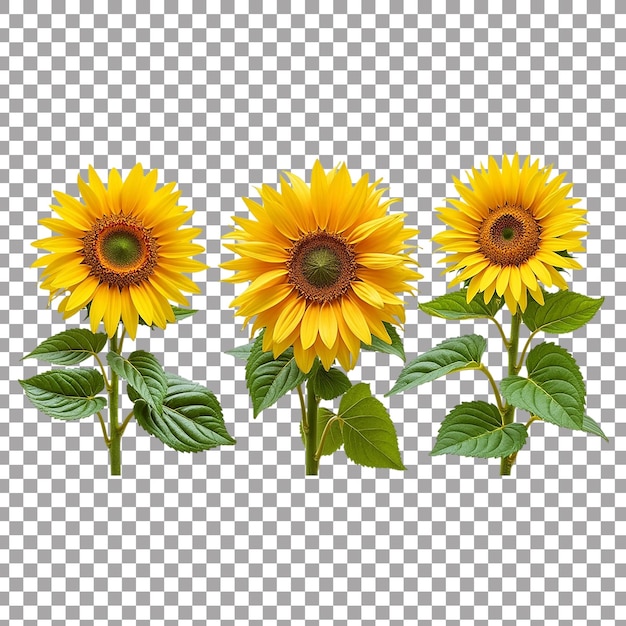Lebendige Sonnenblumen vor einem transparenten Hintergrund