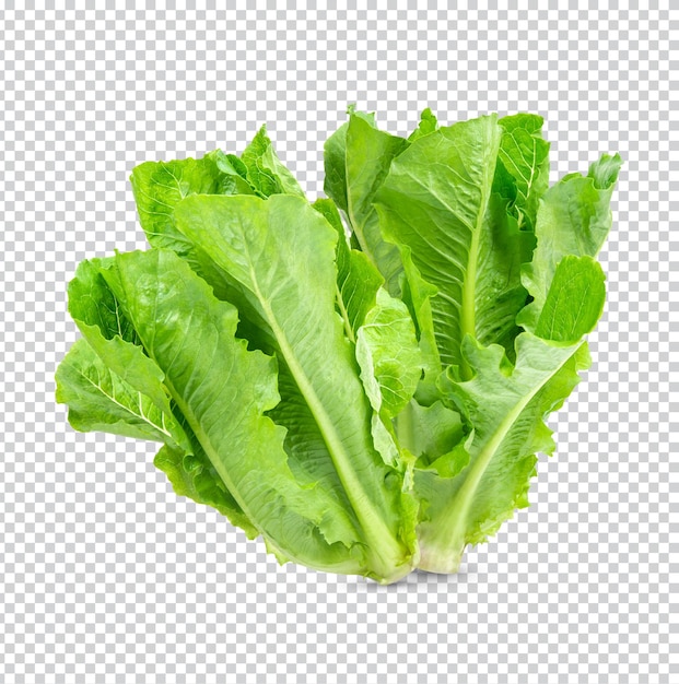 Lechuga fresca aislada Premium PSD