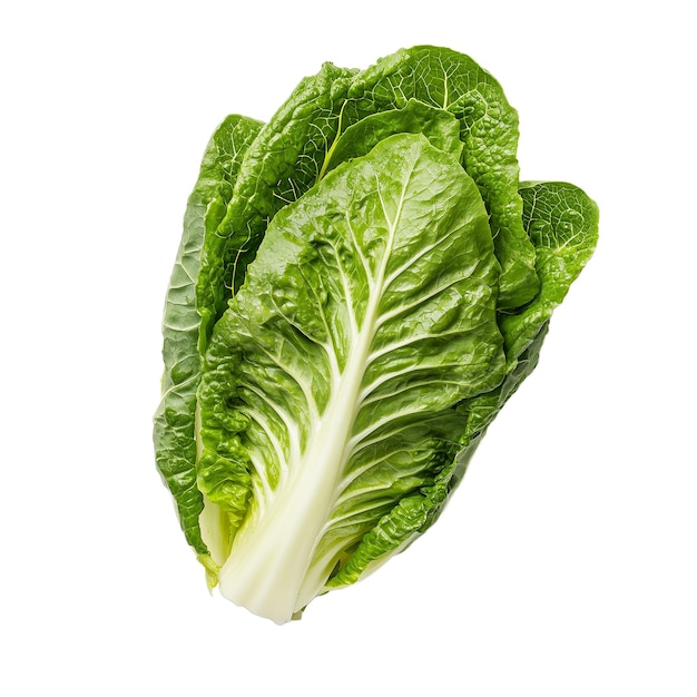 Lechuga romana aislada sobre un fondo transparente o blanco
