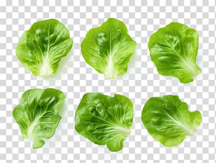 PSD lechuga verde aislada sobre un fondo transparente