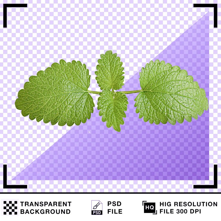PSD lemon balm leaf on transparent background