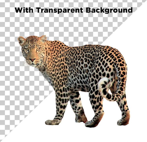Leopard Animal Foto PNG PSD Fundo transparente
