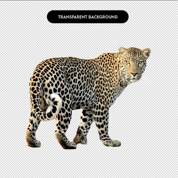 Le léopard sur un fond transparent