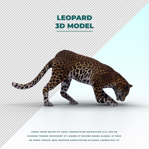 leopardo aislado