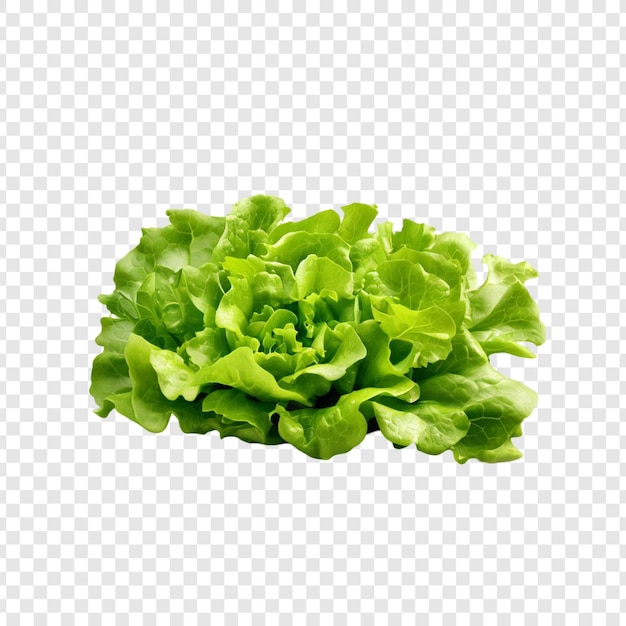 Lettuce verde fresca foglie croccanti insalata sana verdure vivace