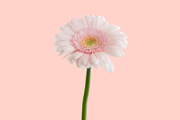 leuchtend rosa Blume