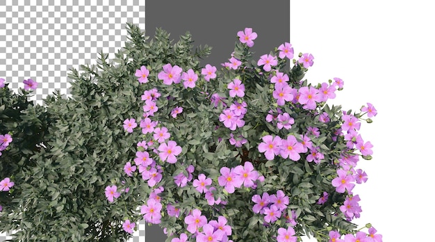 Leucophyllum frutescens png rendering 3D trasparente