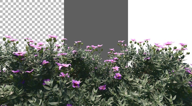 Leucophyllum frutescens png rendu 3D transparent