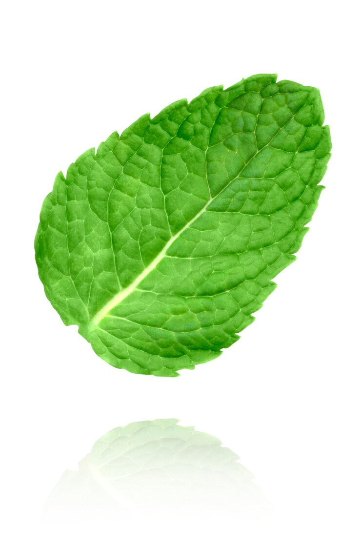 PSD levitazione di foglie di menta isolate su sfondo bianco