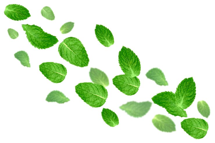 PSD levitazione di foglie di menta isolate su sfondo bianco