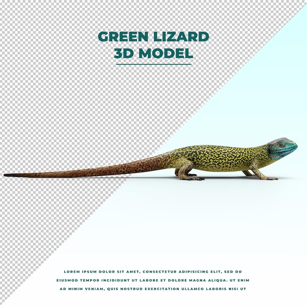 Lézard vert isolé