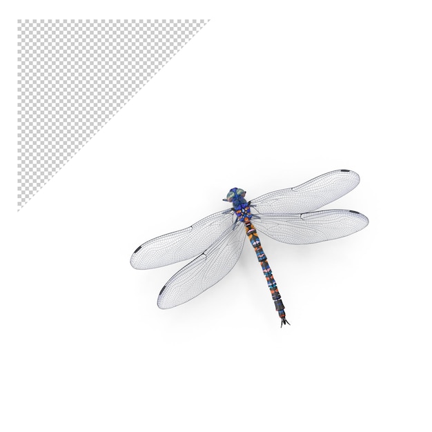 Libellule PNG