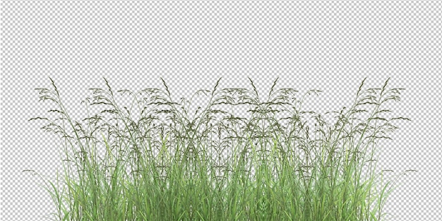licença de palmeira isolada e decoração de flores em fundo transparente