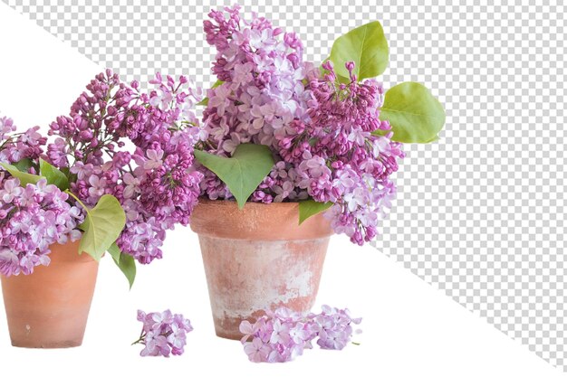 PSD lila blume png