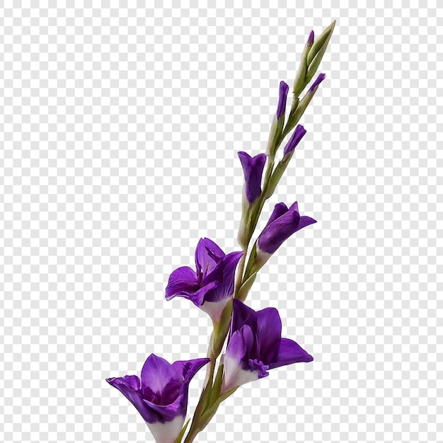 Lila Gladiolusblütenstängel auf durchsichtigem Hintergrund