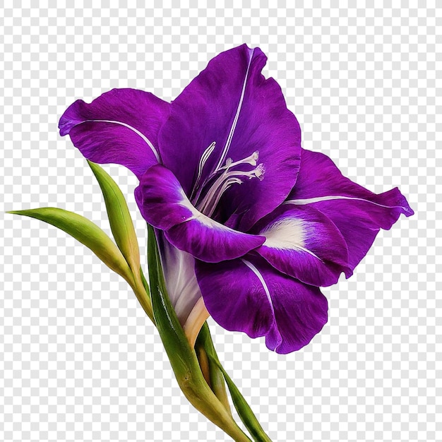 Lila Gladiolusblütenstängel auf durchsichtigem Hintergrund