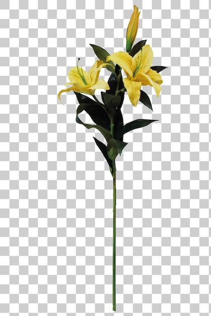 Lili gialli artificiali