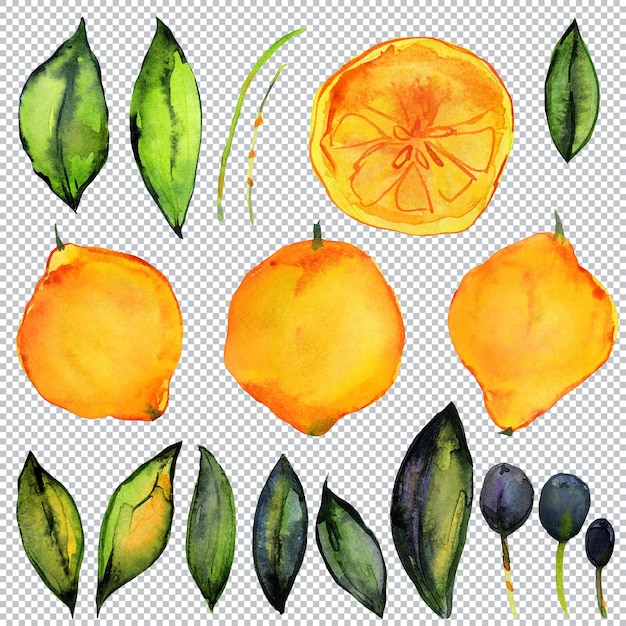 Limão e Olive Garden. Elementos em aquarela de plantas cítricas e oliveiras. Frutas, folhas e galhos