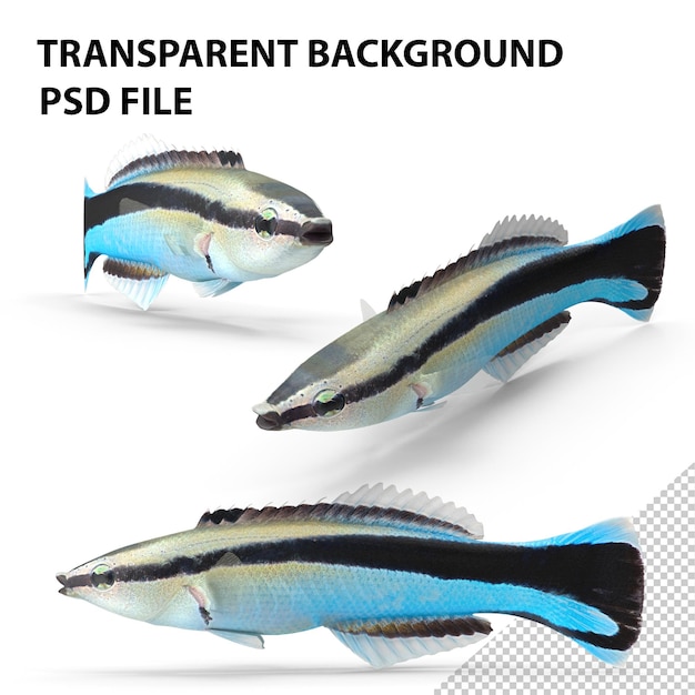 Limpieza de Wrasse PNG