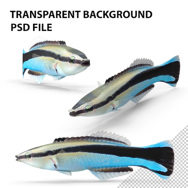 PSD limpieza de wrasse png